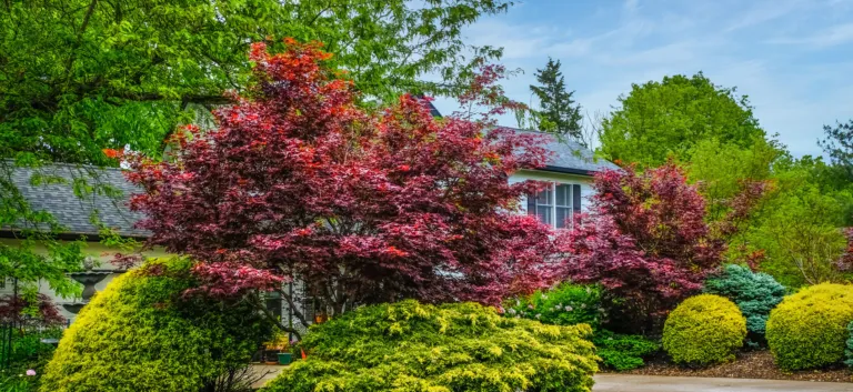 Colorful Trees from Lawn Ranger's Special Services