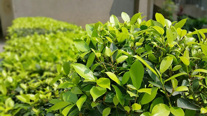 Shrub from Lawn Ranger's Special Services