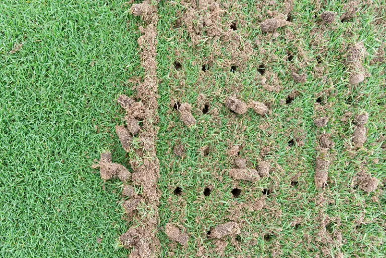 Aerated lawn from The Lawn Ranger