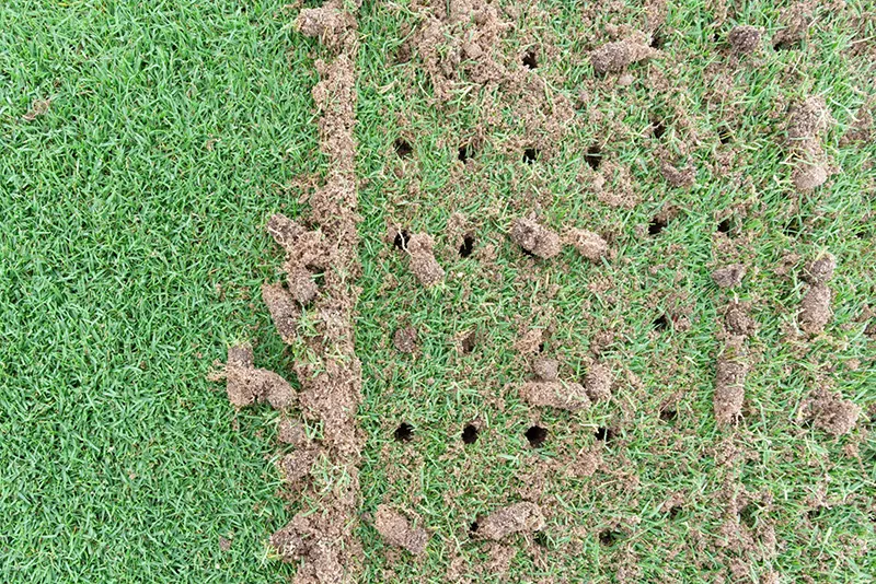 Aerated lawn from The Lawn Ranger
