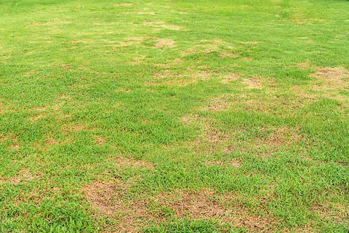 Diseased lawn