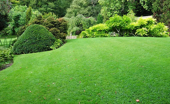 Weed-free lawn from The Lawn Ranger